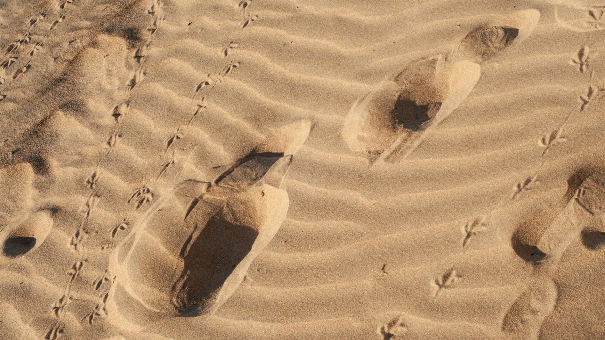 Close-up of footprints and bird tracks on rippled desert sand. Perfect for nature and travel themes.