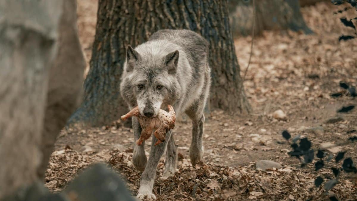 A lone wolf carries its prey in a natural forest environment.