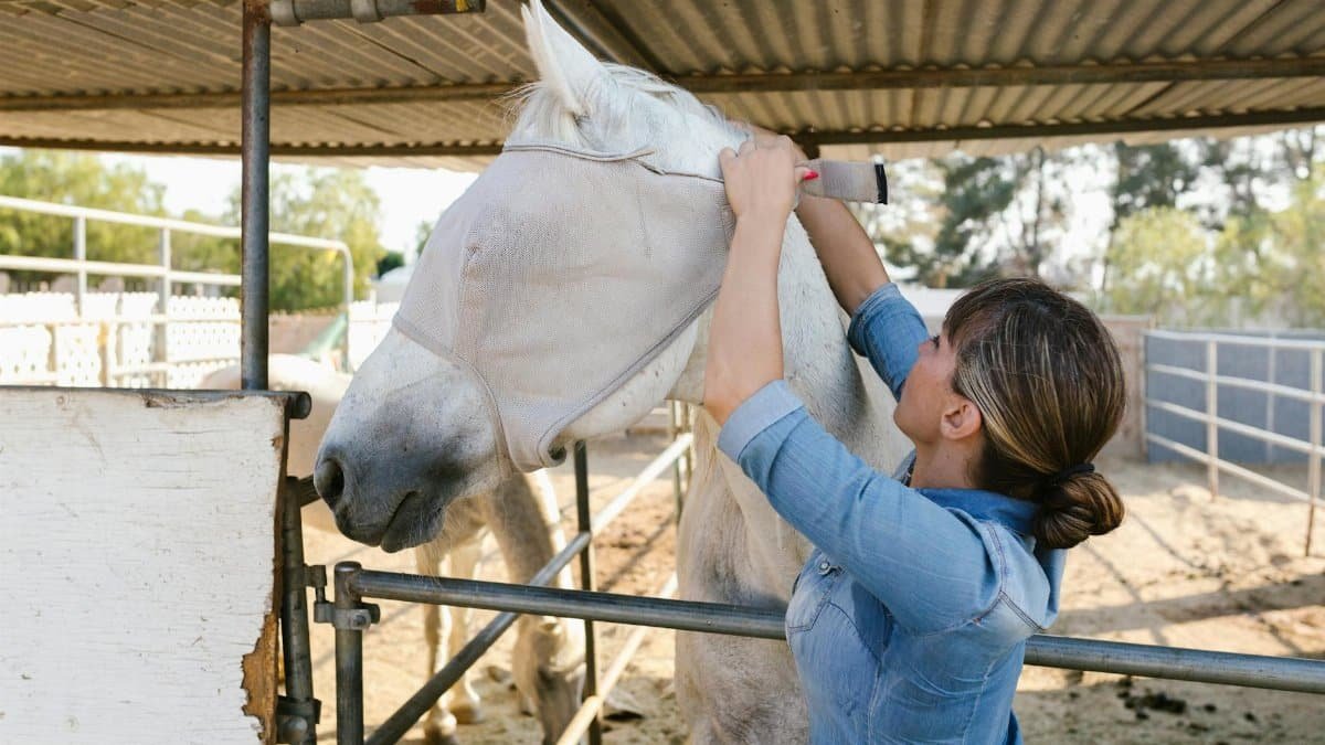 A woman is lovingly adjusting a fly mask on a horse in an outdoor stable setting.