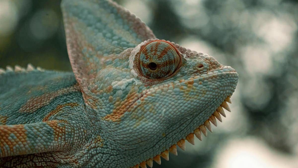 Chameleon close-up showing vibrant colors and unique skin texture in natural habitat.
