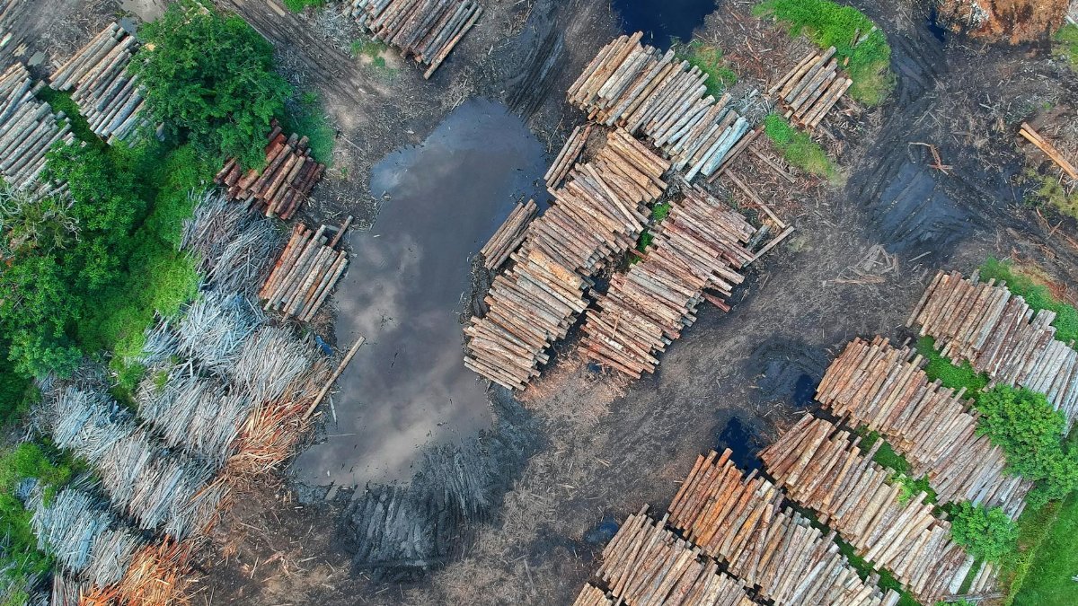 High-altitude shot of stacked logs in a deforested area, showcasing timber and environmental impact.