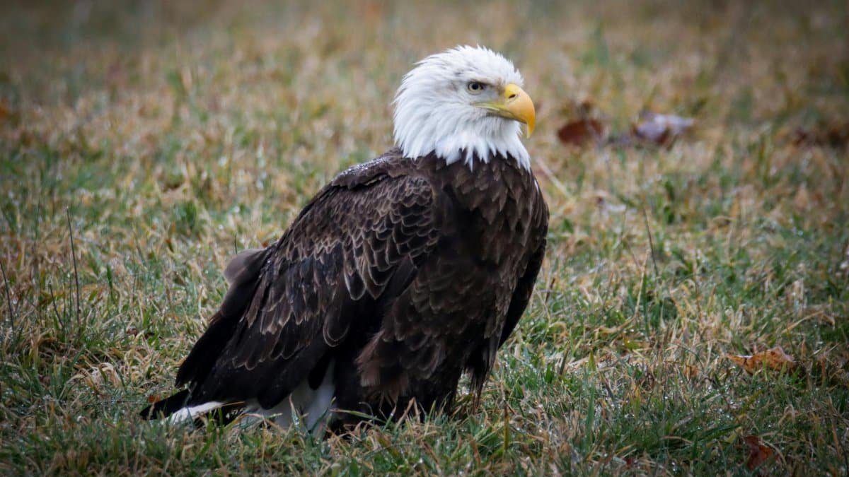 A stunning bald eagle captures attention in the grasslands of West Virginia, USA.