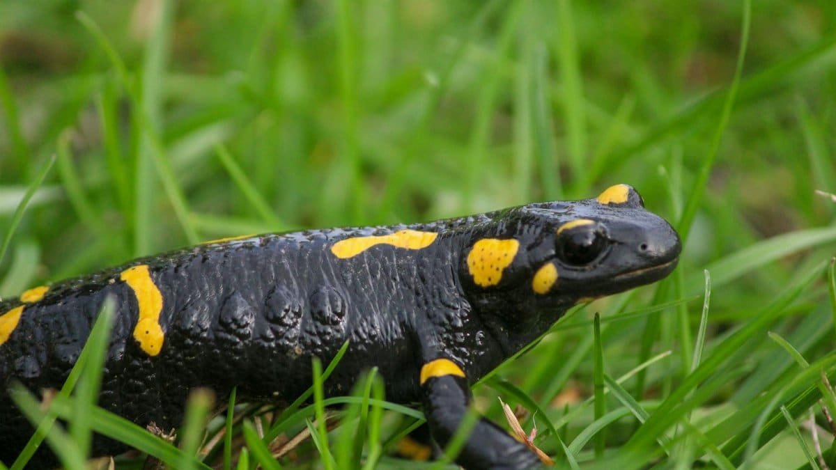 A detailed view of a Fire Salamander (Salamandra salamandra) in its natural habitat.