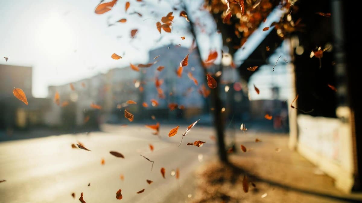 Blurry autumn leaves blowing across a sunlit urban street at sunrise, highlighting seasonal change.