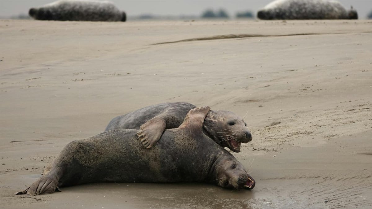 Two large seals playfully wrestling on a sandy beach, showcasing wild marine life.
