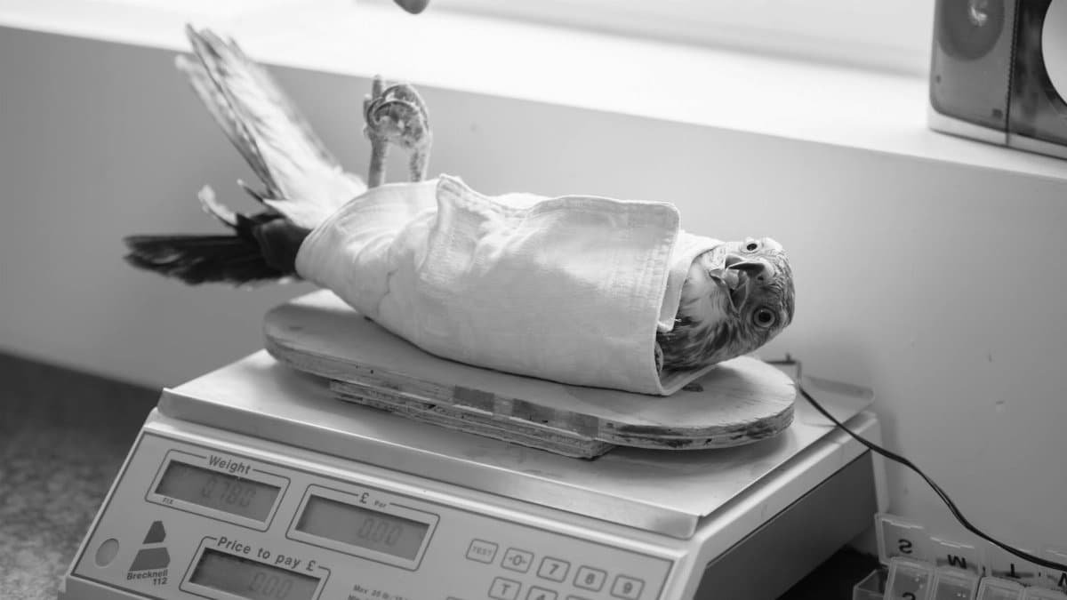 A parrot wrapped in a towel being weighed at a veterinary clinic during a health checkup.