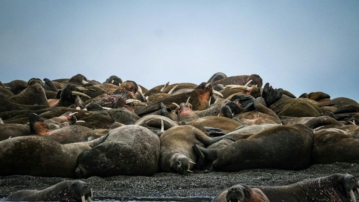 A large group of walruses rest on a rocky shore by the sea, showcasing wildlife in its natural habitat.