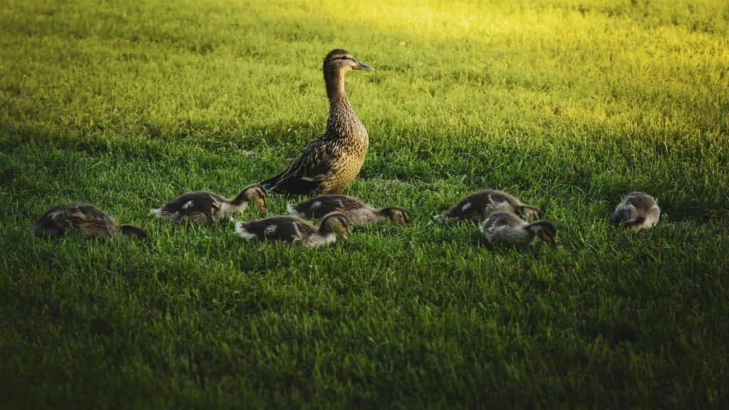 A mother duck with her ducklings walking in grassy field during sunrise in Washington, DC.