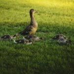 A mother duck with her ducklings walking in grassy field during sunrise in Washington, DC.