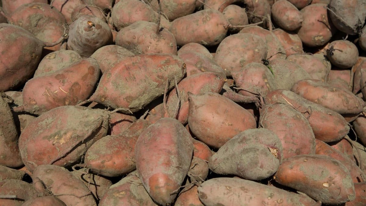 A close-up view of freshly harvested sweet potatoes in North Carolina.