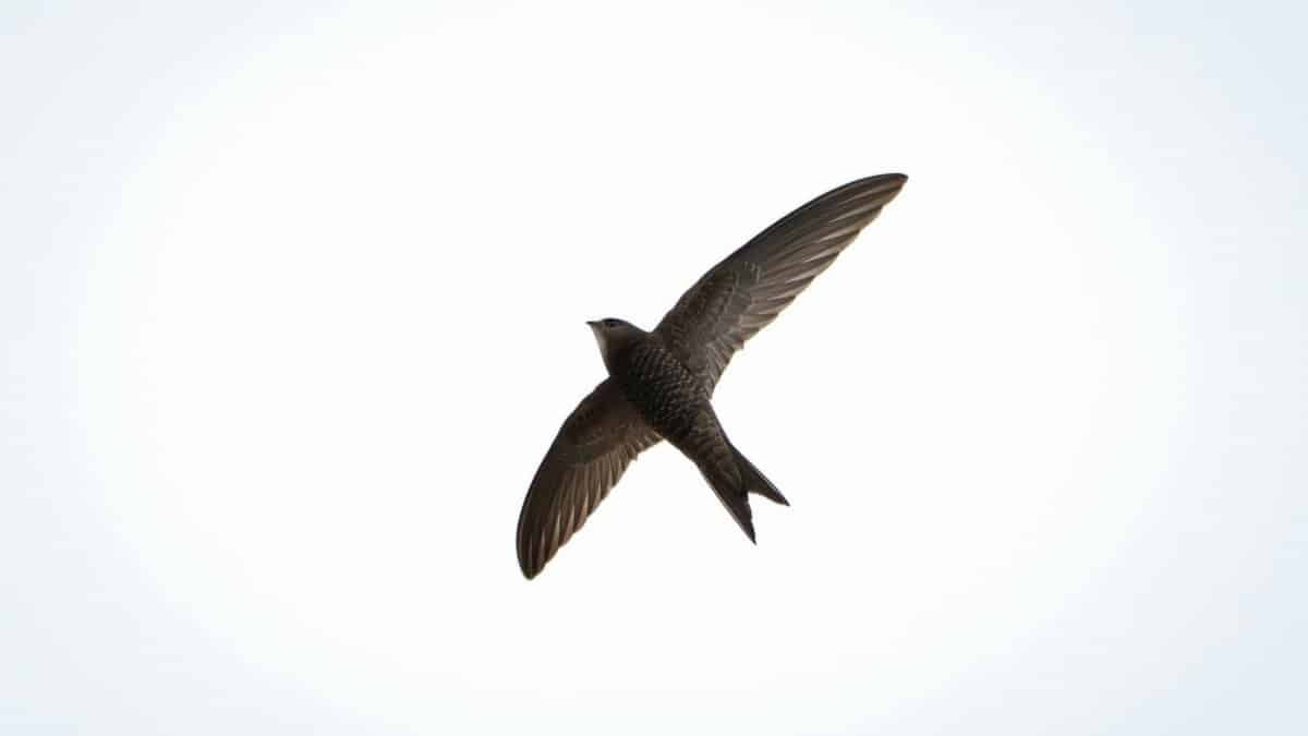 Elegant silhouette of a Common Swift soaring gracefully against a clear sky.