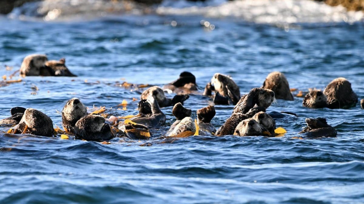 A group of sea otters floating among kelp in the Pacific Ocean off Sitka, Alaska.