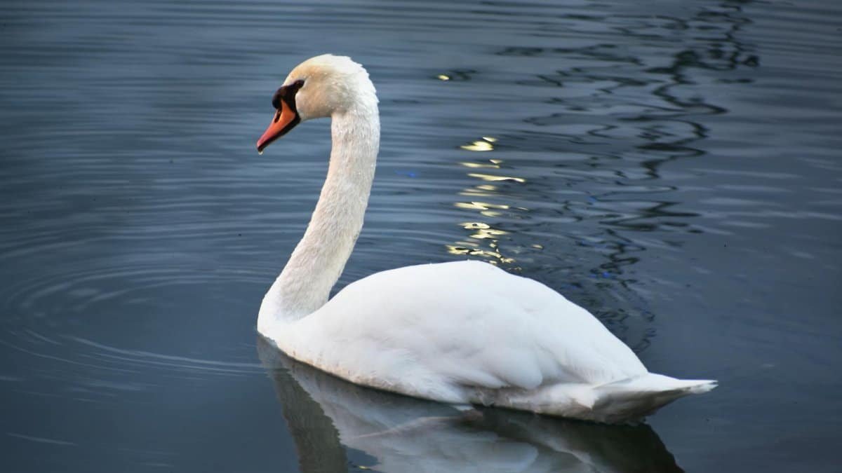 A serene white swan gracefully gliding on calm waters, reflecting tranquility and beauty.