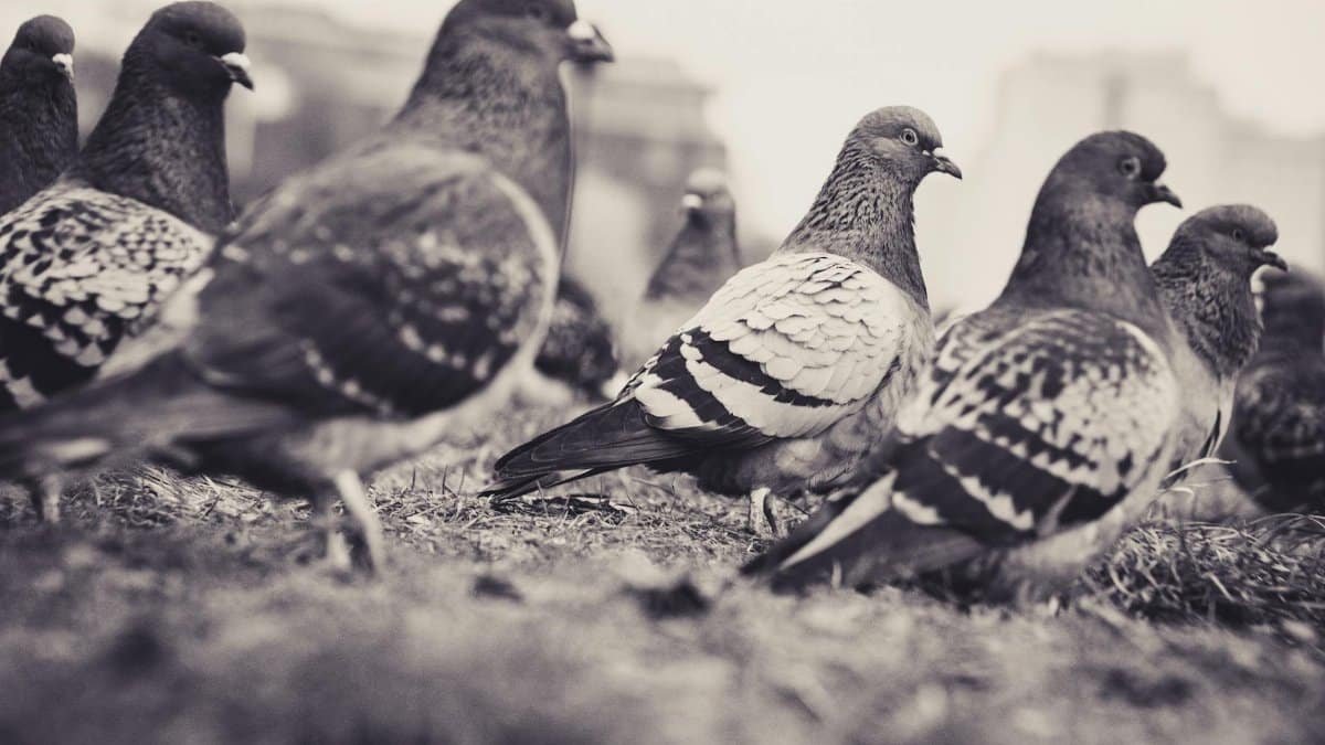 Artistic black and white capture of pigeons gathered on the ground outdoors.