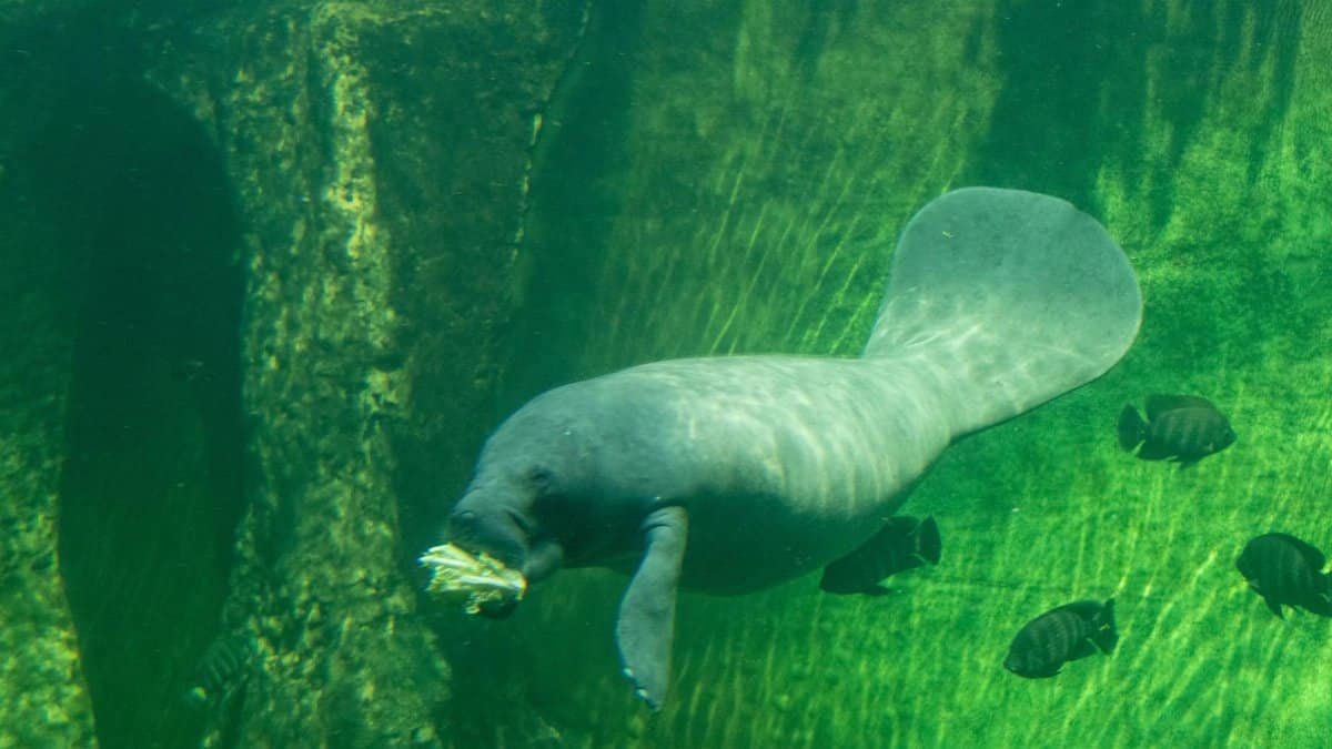 African manatee seen swimming and eating underwater, showcasing aquatic marine life.
