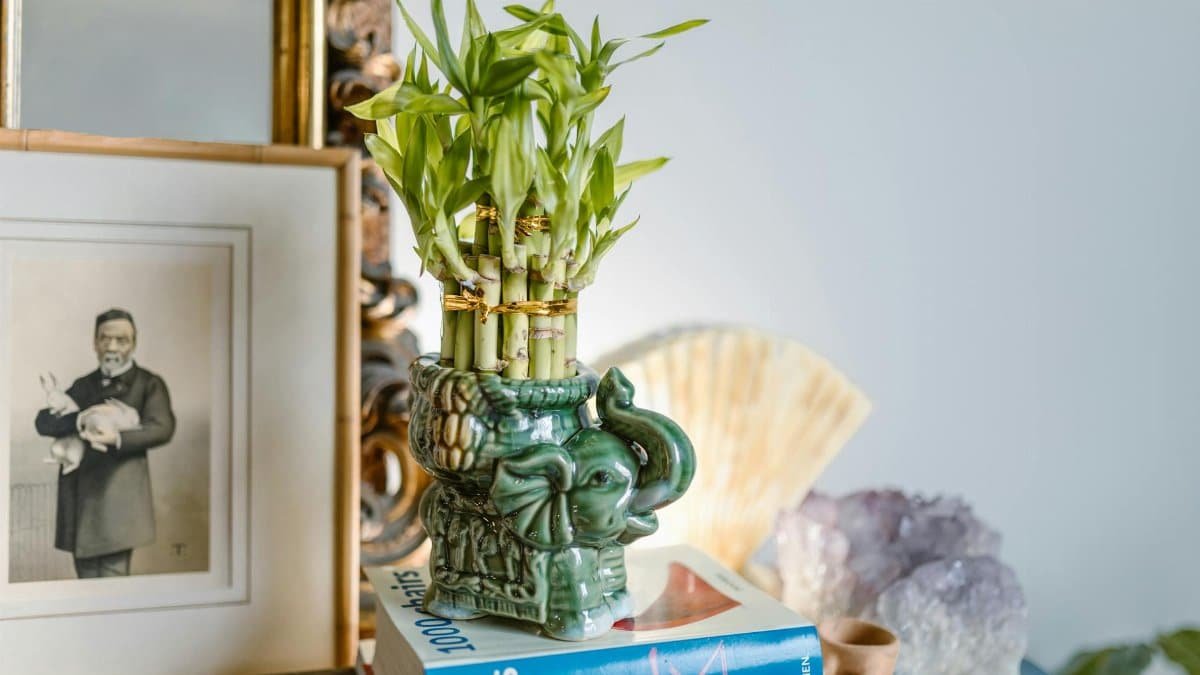 A feng shui inspired setup featuring an elephant vase, bamboo plant, books, and decorative items in a serene home decor setting.