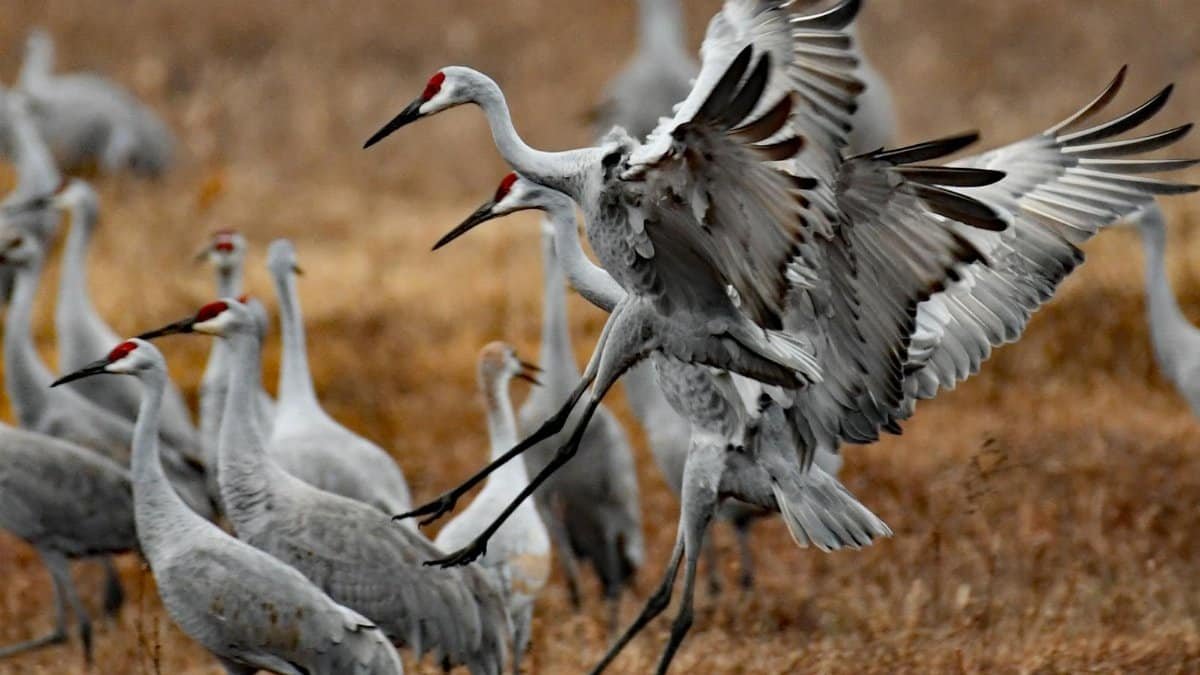 Group of sandhill cranes in flight and on ground in Decatur, AL.