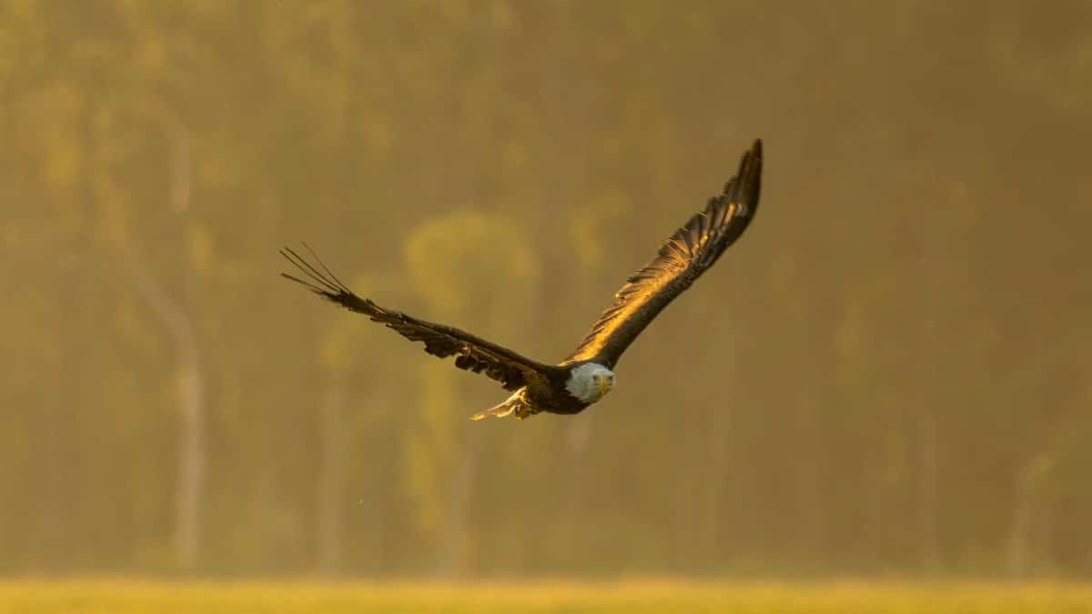 Bald eagle effortlessly gliding through the golden skies of Alma, Wisconsin.