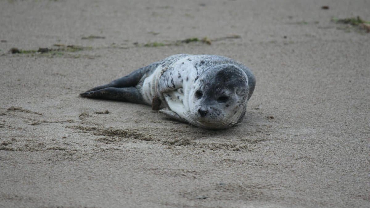 A young seal pup lying on a sandy beach, capturing a serene wildlife moment.