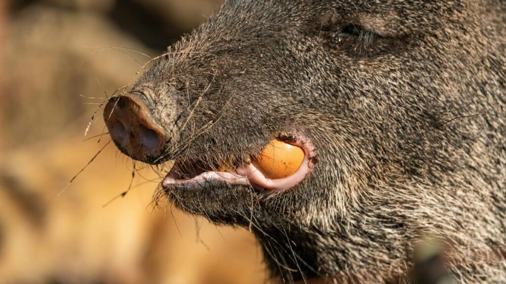 Detailed close-up of a wild boar eating a fruit in natural habitat.