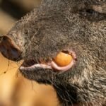 Detailed close-up of a wild boar eating a fruit in natural habitat.