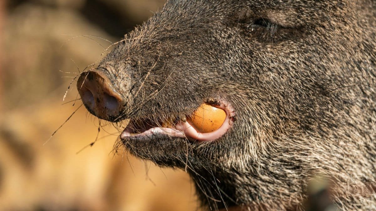 Detailed close-up of a wild boar eating a fruit in natural habitat.