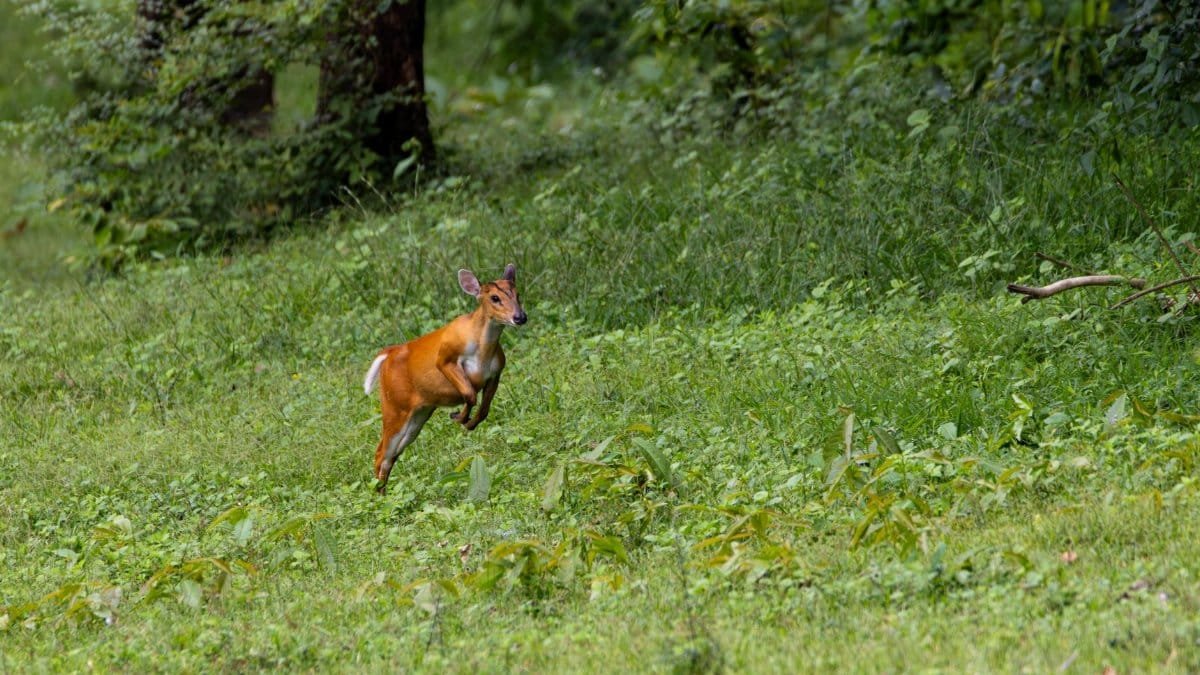 A muntjac deer captured mid-leap in a vibrant green forest, epitomizing wildlife in nature.