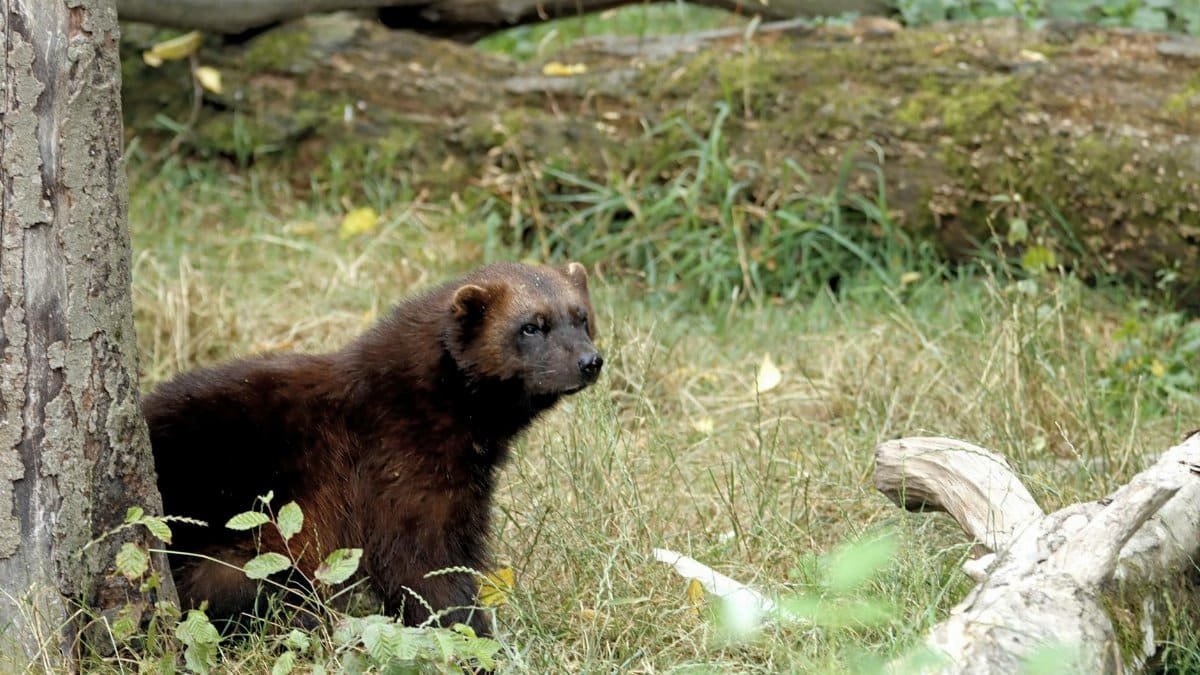 A wolverine rests in its natural forest habitat surrounded by logs and grass.