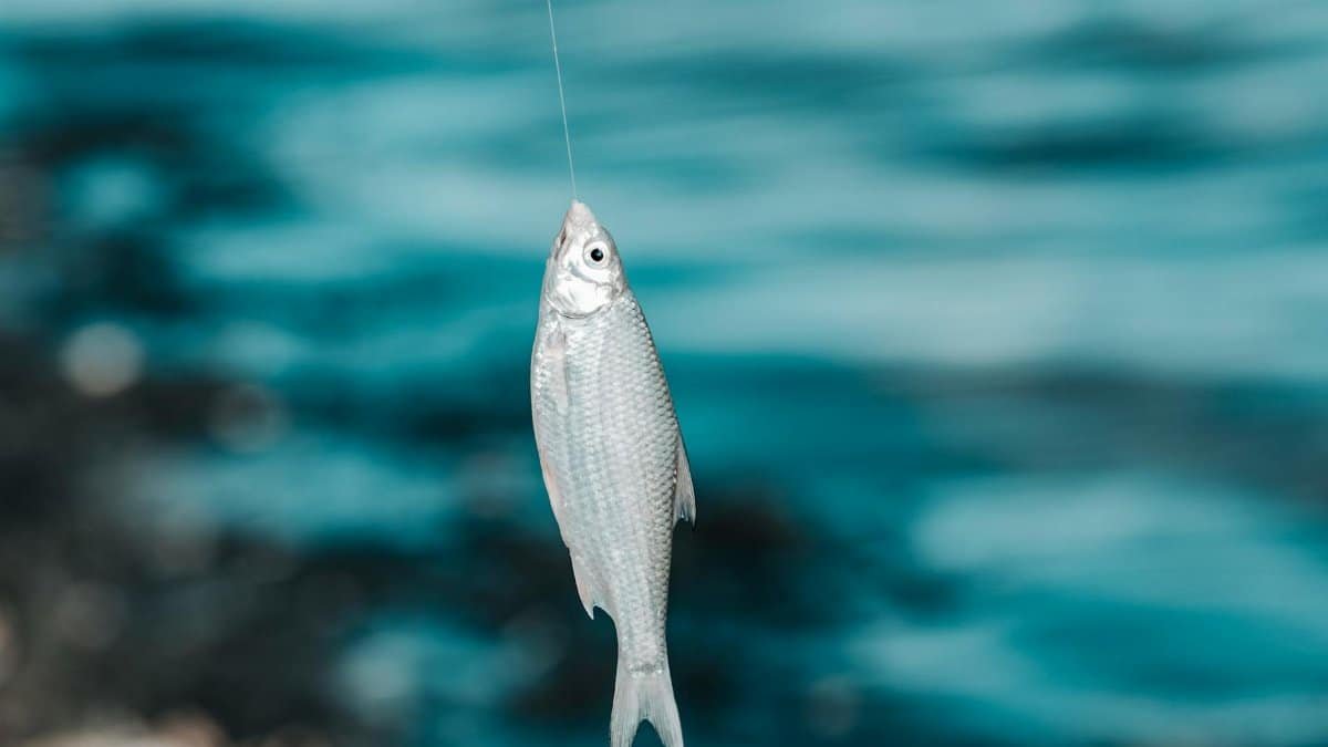 A detailed shot of a fish caught on a hook with a blurred blue water background.