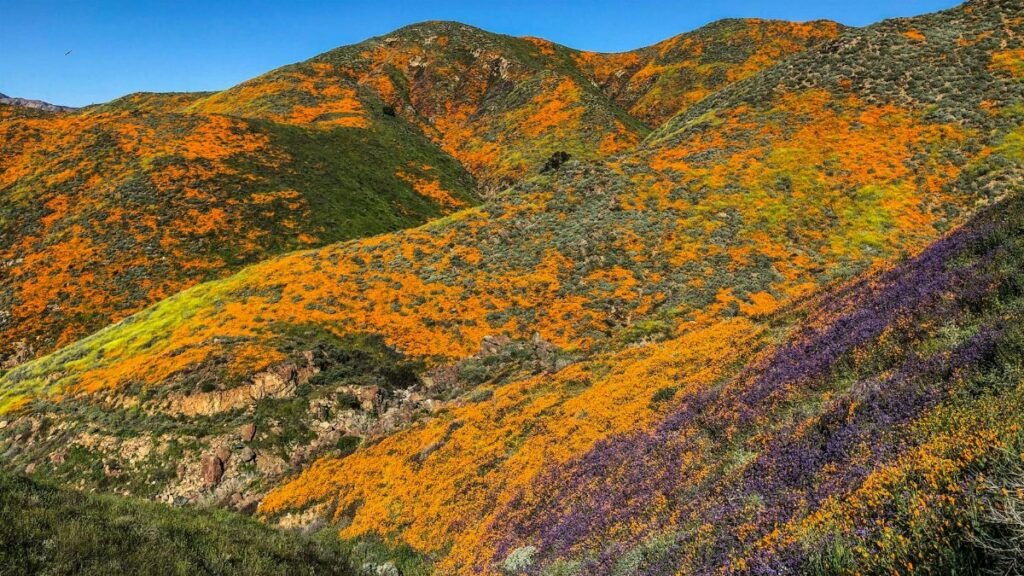Vibrant spring wildflowers in full bloom across California hills under blue skies.