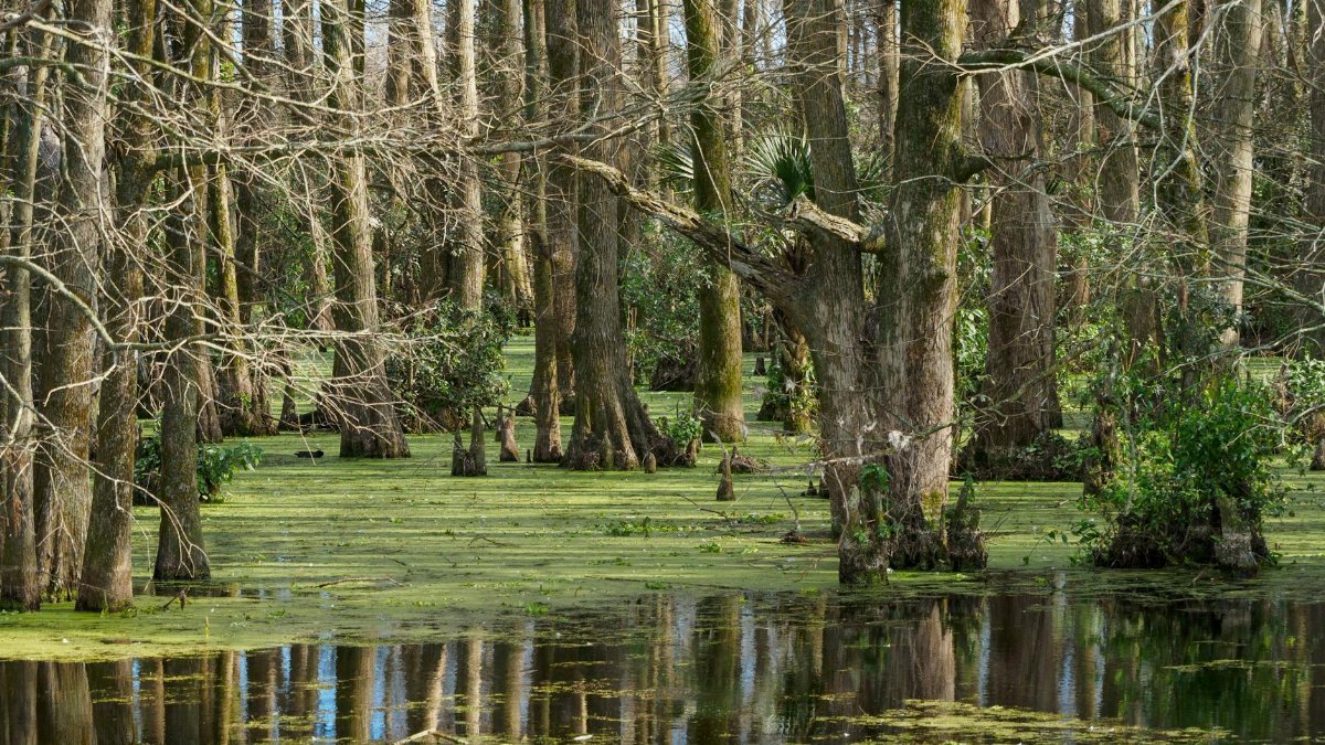 Tranquil scene of a cypress swamp with moss-covered trees reflecting in the water.