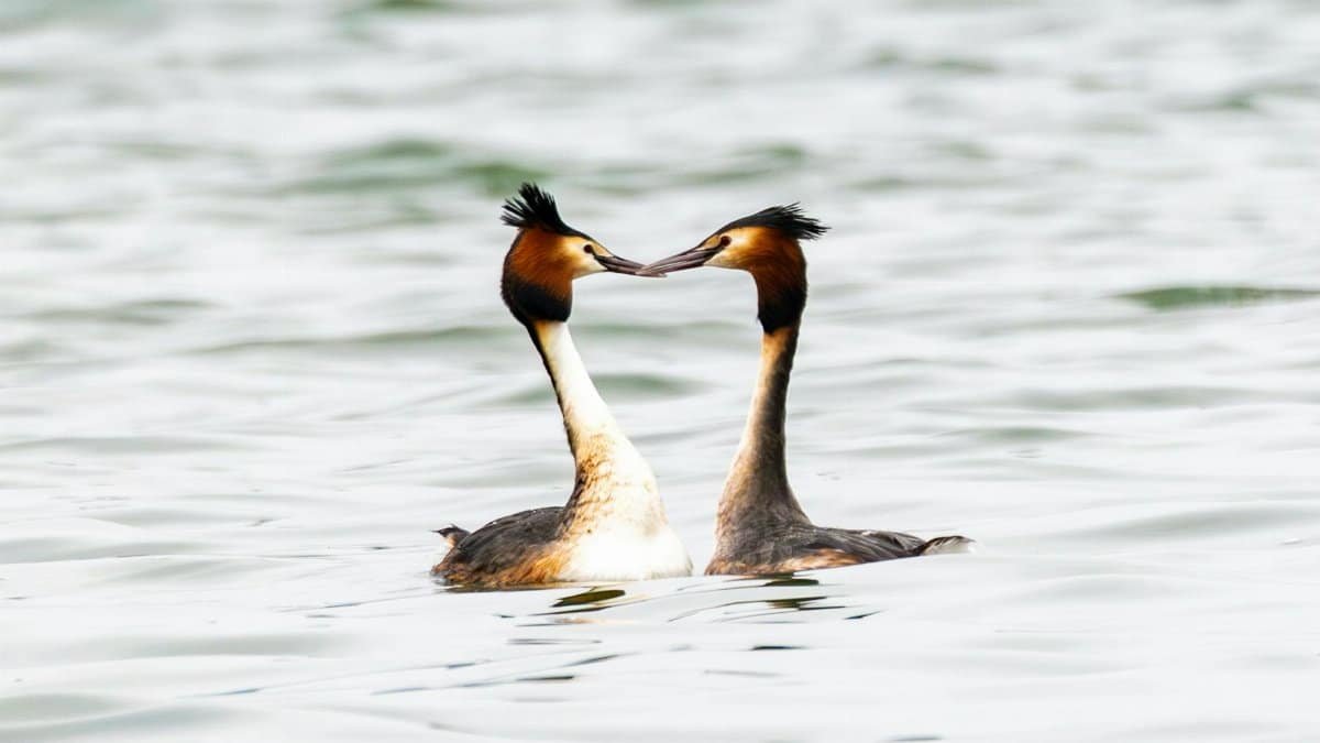 Great Crested Grebes perform a courtship dance on calm water in a serene wildlife setting.