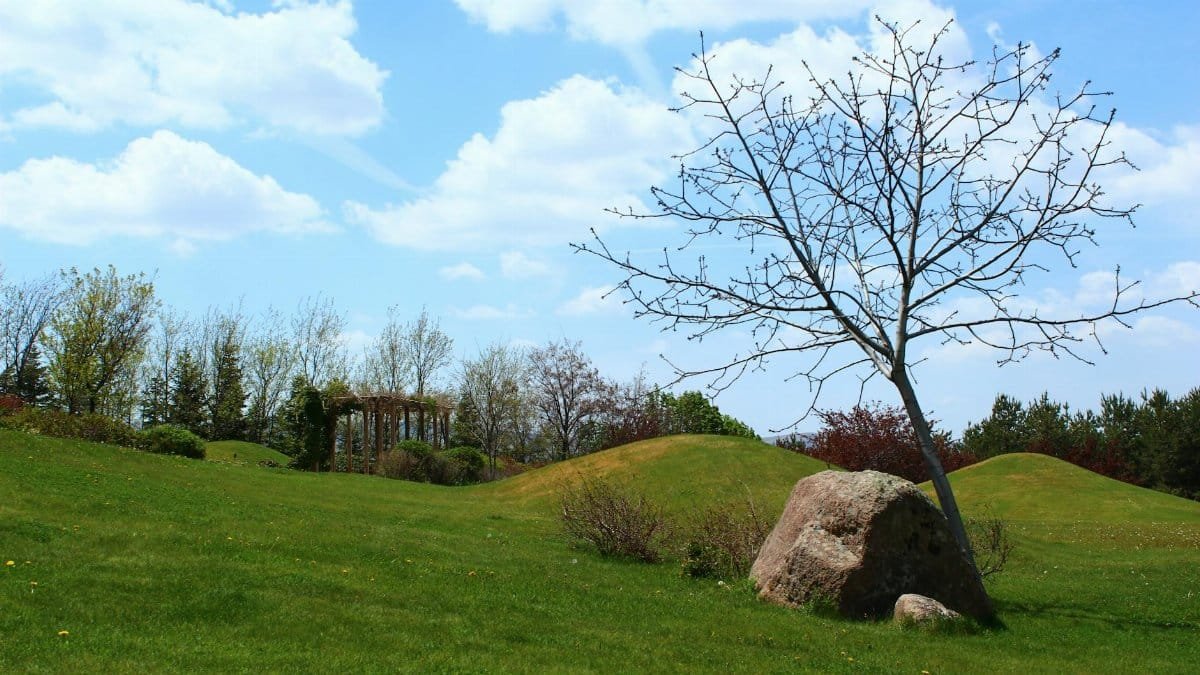 Serene spring landscape featuring a bare tree and rock under a clear blue sky.