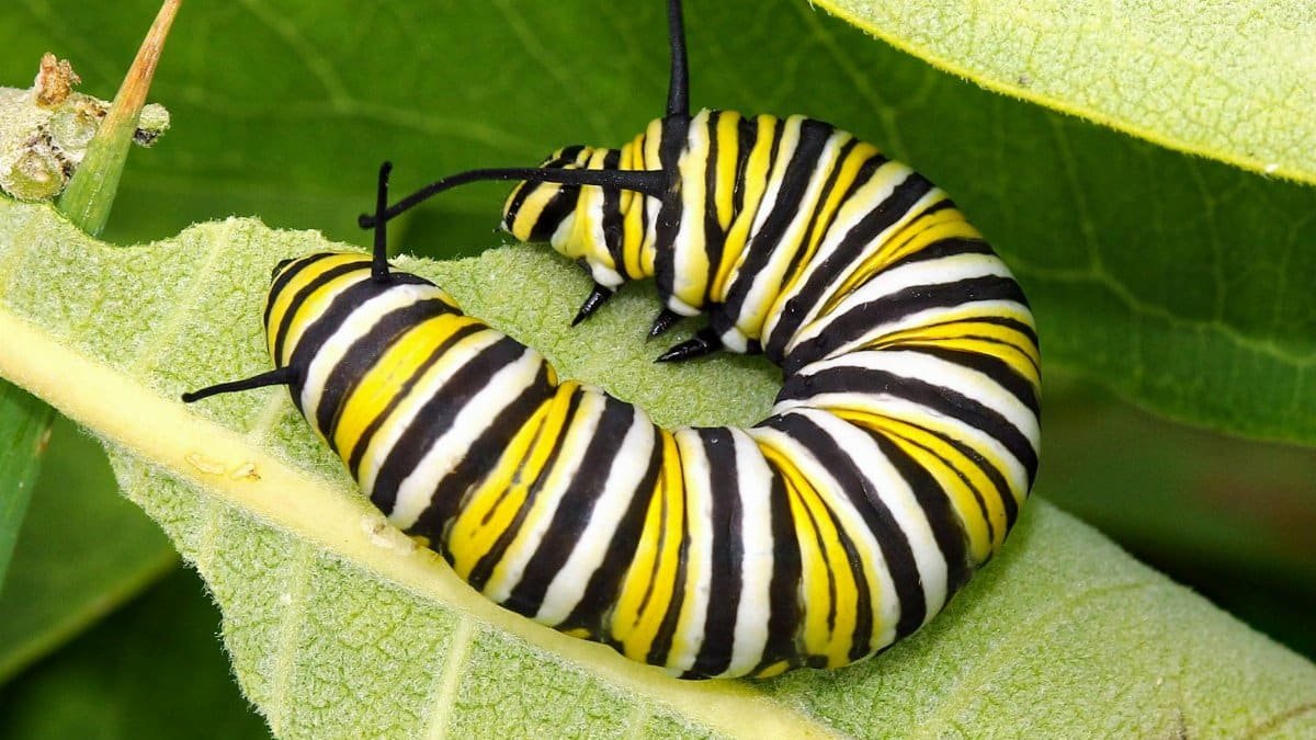 Detailed photo of a monarch caterpillar on a green leaf, showcasing vibrant stripes.