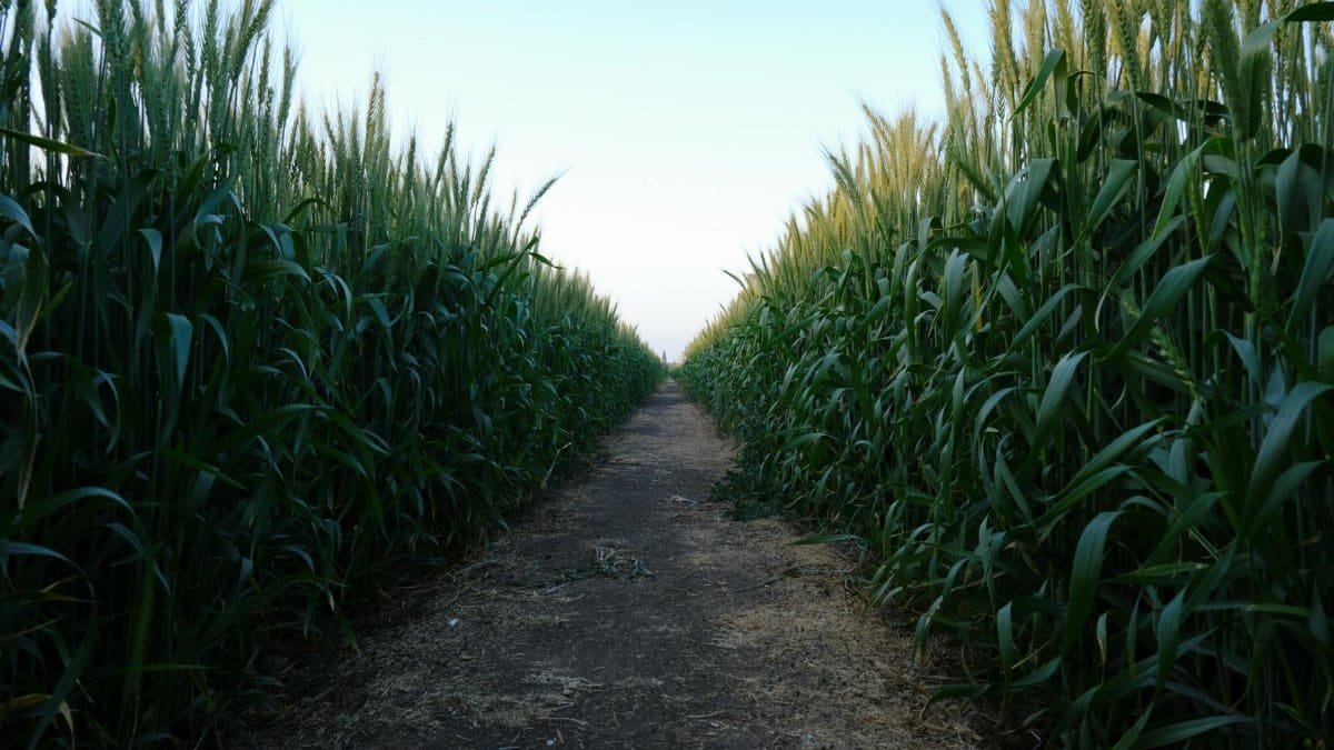 A serene dirt path cutting through lush, green cornfields, captured on a clear summer day.