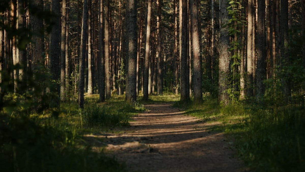 A peaceful hiking path through a sunlit forest with tall trees and lush greenery.