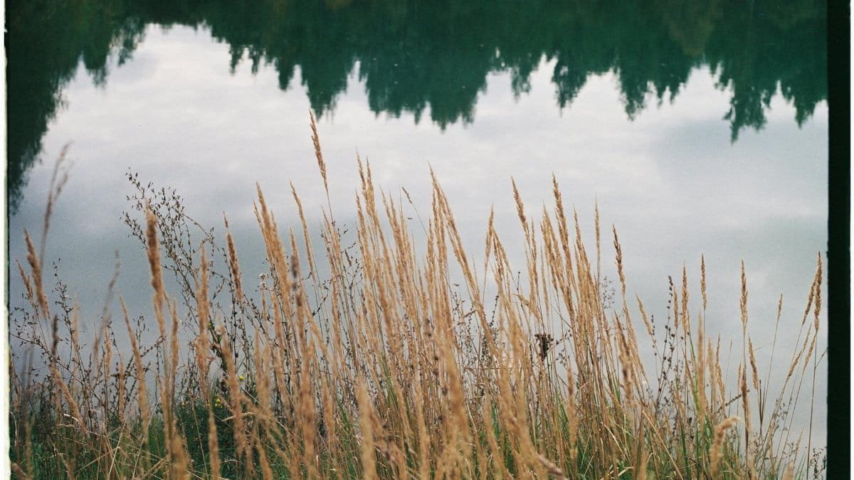 Serene reflection of tall grass and trees on a calm lake surface, captured on film.