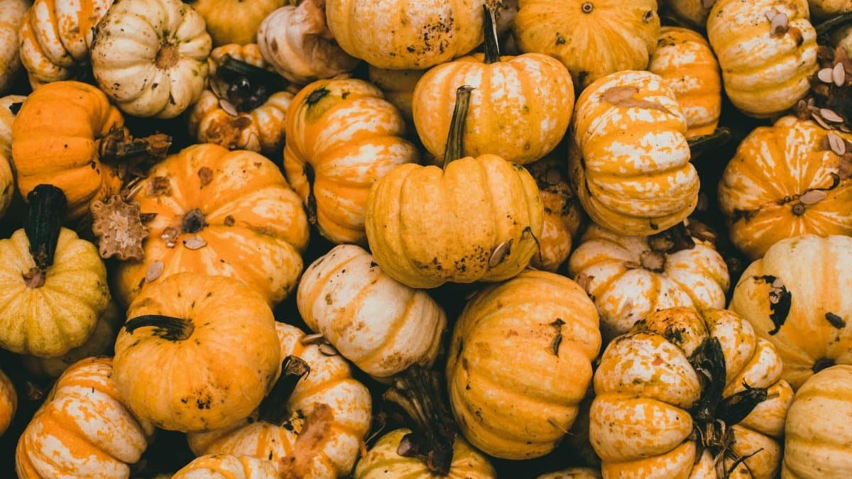 A vibrant collection of various pumpkins showcasing autumn's natural beauty and bounty.