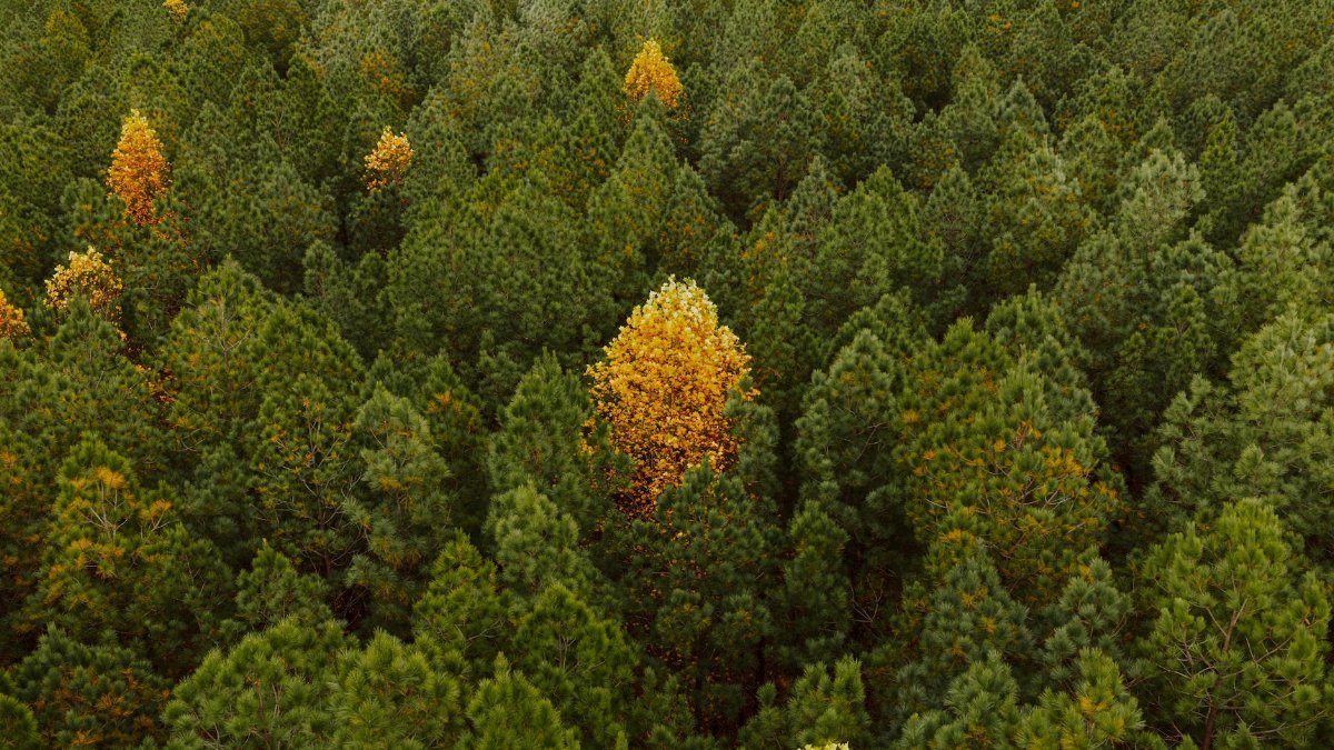 A vibrant aerial shot of a forest in Dayton, Tennessee with autumn foliage.