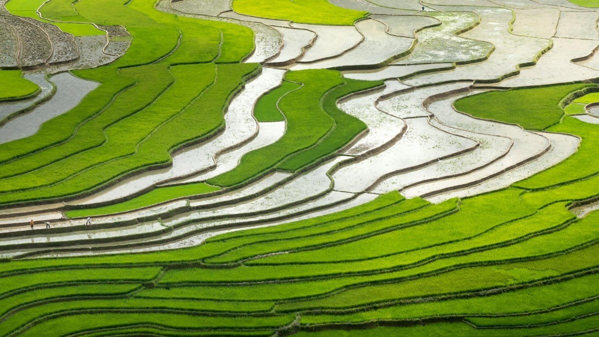 Stunning aerial view of vibrant green rice terraces in a rural landscape.