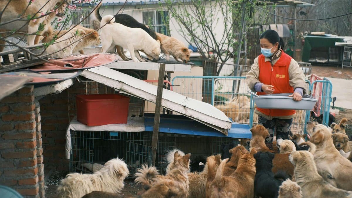 A volunteer feeds a group of rescued dogs at an animal shelter, fostering a caring environment.