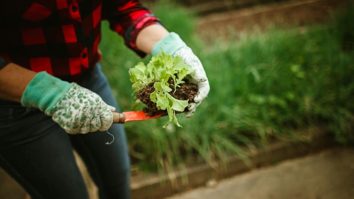 A person planting lettuce with gardening gloves and a trowel in an outdoor garden.