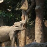 An Asian elephant extends its trunk to reach feed at Zurich Zoo, showcasing natural behavior.