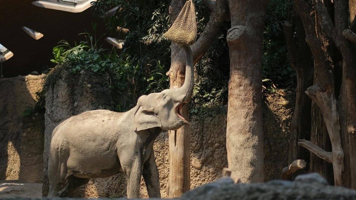 An Asian elephant extends its trunk to reach feed at Zurich Zoo, showcasing natural behavior.