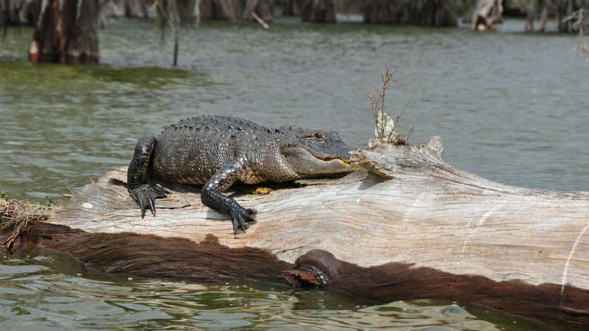 An American alligator rests on a log in a tranquil Louisiana bayou, showcasing native wildlife.