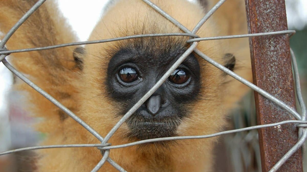 A close-up shot of a gibbon behind a chain link fence in Siem Reap, Cambodia.