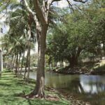 Lush green university campus by a river in Coral Gables, Florida, USA.