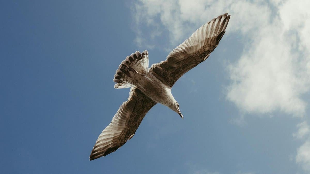 A seagull majestically soars through a clear blue sky over Dublin, Ireland.