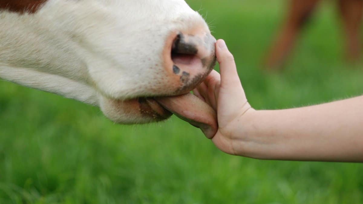 A cow licks a person's hand in a green pasture, showcasing human-animal interaction.