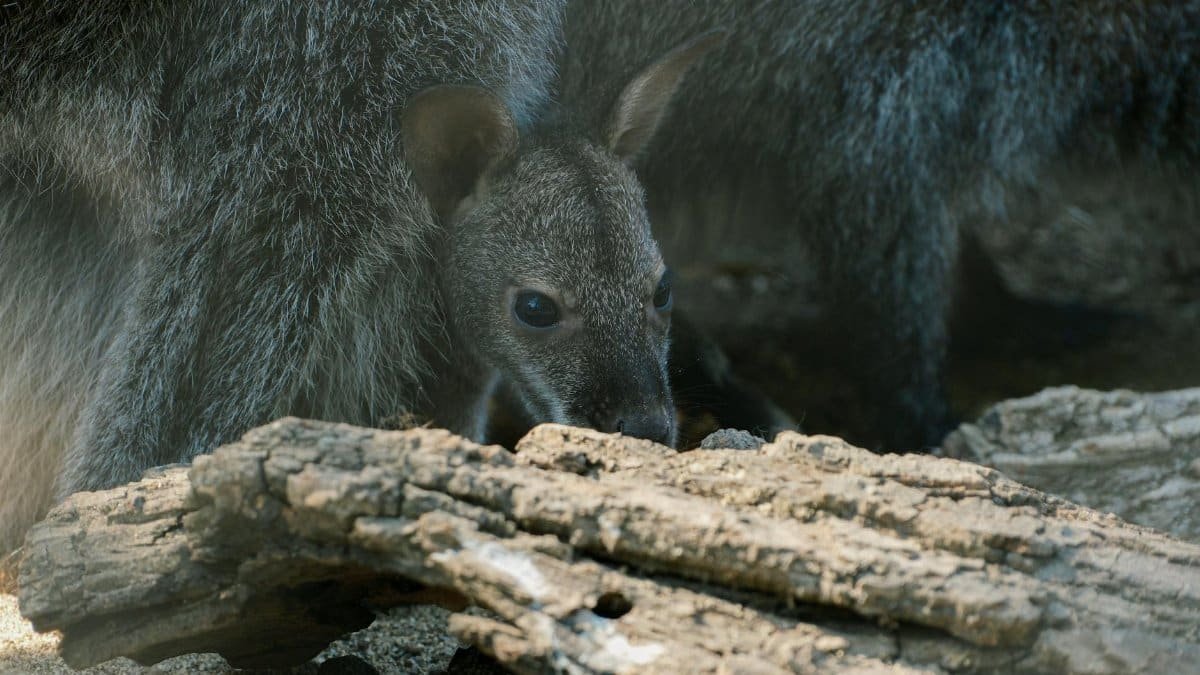 A baby wallaby curiously peeking through rocks, sheltered by its mother in a zoo.